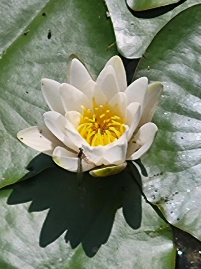 Апартаменты Dhamma-Retreat In Берлин Экстерьер фото
